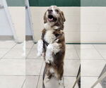 Small #2 Australian Shepherd Mix