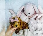 Small #28 Poodle (Toy)