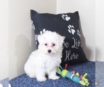 Small #5 Maltese