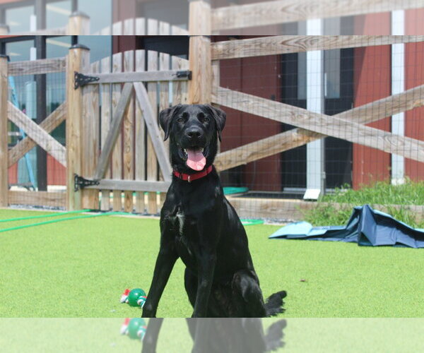 Medium Photo #4 Labrador Retriever-Unknown Mix Puppy For Sale in Chestertown, MD, USA