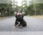 Small Photo #6 Great Pyrenees-Newfoundland Mix Puppy For Sale in SPRING BRANCH, TX, USA