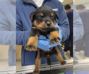 Doberman Pinscher Dogs for adoption in Riverside, CA, USA
