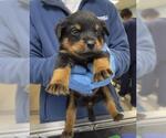 RUM - Male Doberman Pinscher Dog for Adoption - Small photo
