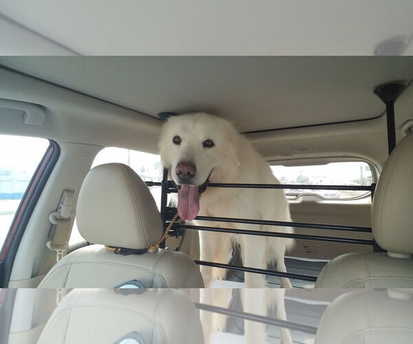 Medium Photo #6 Great Pyrenees-Unknown Mix Puppy For Sale in Houston, TX, USA