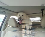 Small #5 Great Pyrenees Mix