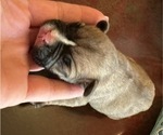 Puppy Puppy 1 choco French Bulldog