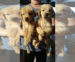 Small Photo #16 Golden Retriever Puppy For Sale in BLACKBURN, NC, USA