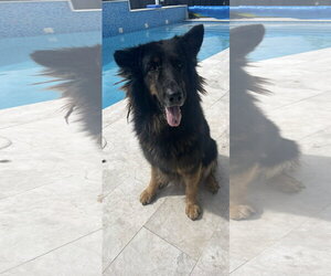 Ivy 3160 - Female German Shepherd Dog Dog for Adoption - Photo #2