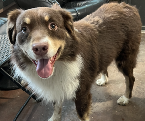 Father of the Australian Shepherd puppies born on 09/01/2024