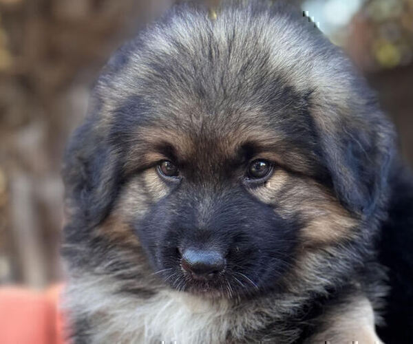 Medium Photo #4 King Shepherd Puppy For Sale in GRAND CANYON CAVERNS, AZ, USA