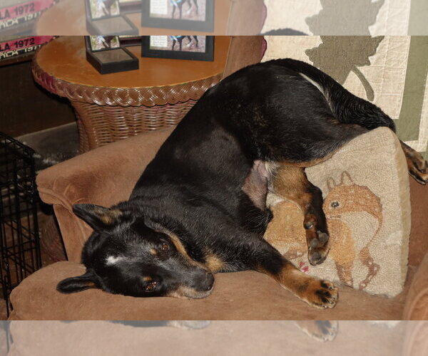 Medium Photo #4 Mutt Puppy For Sale in Doylestown, PA, USA