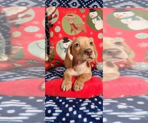 Dachshund Puppy for sale in AIKEN, SC, USA