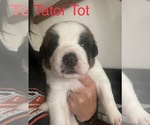 Small Photo #1 Saint Bernard Puppy For Sale in BENNETT, CO, USA