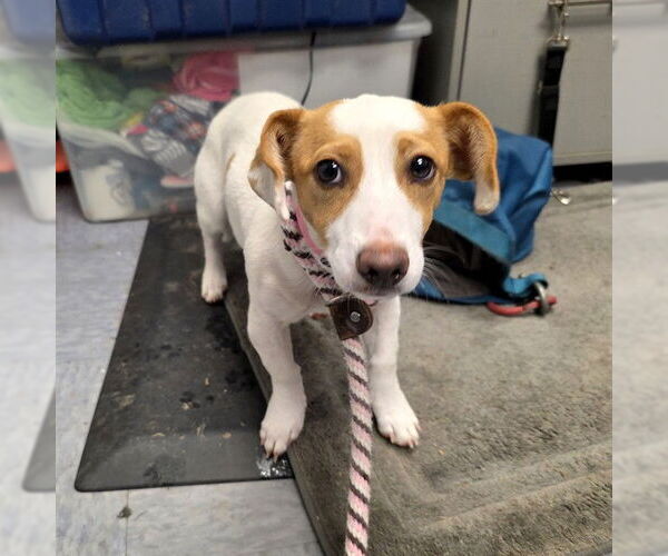 Medium Photo #1 Mutt Puppy For Sale in Long Beach, CA, USA