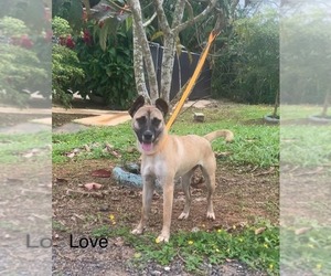 Mutt Dogs for adoption in Virginia Beach, VA, USA