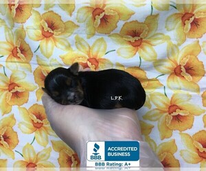 Yorkshire Terrier Puppy for sale in WINNSBORO, LA, USA