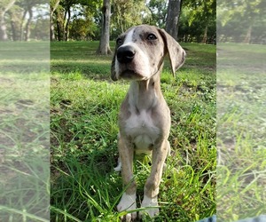 Great Dane Puppy for sale in NEW BRAUNFELS, TX, USA