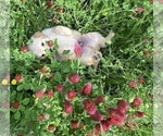 Small #18 English Cream Golden Retriever