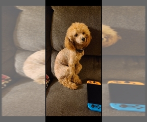 Father of the Poodle (Toy) puppies born on 06/02/2025