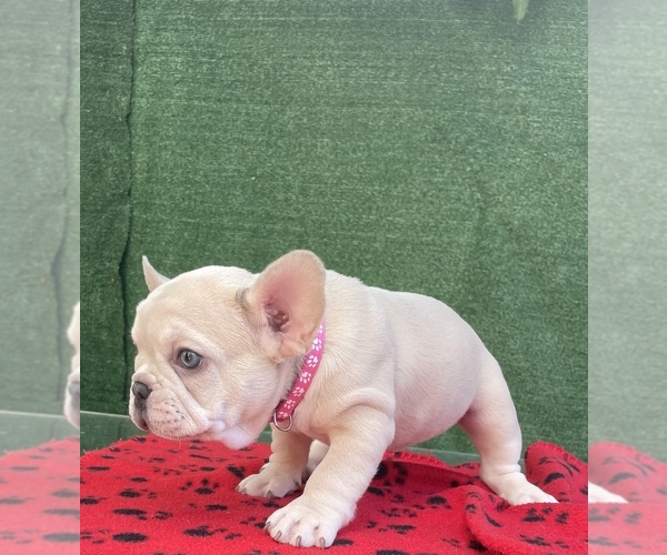 Medium Photo #18 French Bulldog Puppy For Sale in HIALEAH, FL, USA