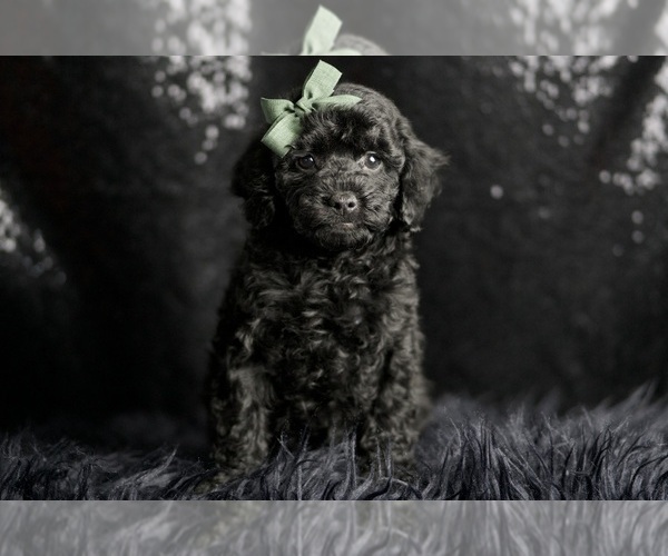 Medium Photo #90 Poodle (Miniature) Puppy For Sale in WARSAW, IN, USA