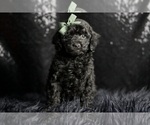 Small #3 Poodle (Miniature)