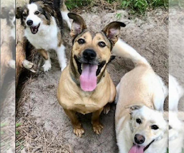 Medium Photo #4 Black Mouth Cur-German Shepherd Dog Mix Puppy For Sale in Spring Lake, NC, USA