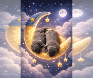 Cane Corso Puppy for Sale in COLUMBIA, South Carolina USA