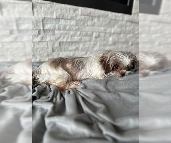 Medium Photo #4 Shih Tzu Puppy For Sale in St. Louis Park, MN, USA