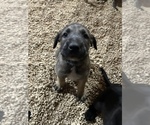 Small Photo #1 Irish Wolfhound Puppy For Sale in WOLCOTT, IN, USA