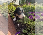 Puppy Violet Bernedoodle-Bluetick Coonhound Mix