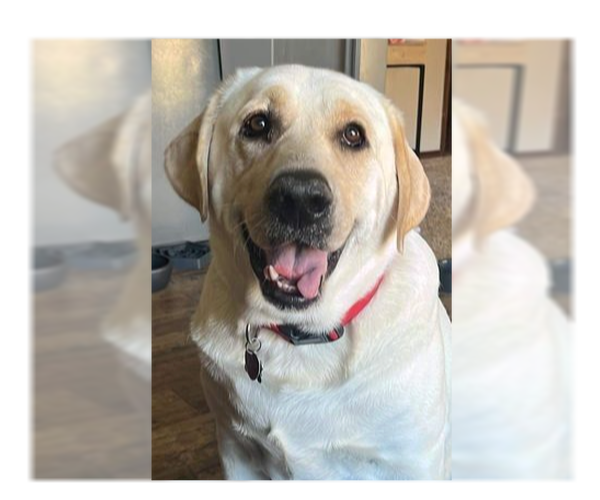 Medium Photo #1 Labrador Retriever-Unknown Mix Puppy For Sale in OKLAHOMA CITY, OK, USA