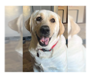 Labrador Retriever-Unknown Mix Dogs for adoption in OKLAHOMA CITY, OK, USA
