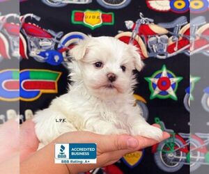Maltese Puppy for sale in WINNSBORO, LA, USA