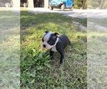 Small #8 Boston Terrier