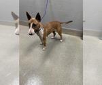 Small Bull Terrier Mix