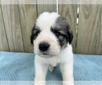 Small #1 Great Pyrenees