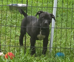 American Pit Bull Terrier Puppy for sale in BAY MINETTE, AL, USA