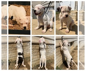 American Bulldog Puppy for sale in SAINT CHARLES, MD, USA