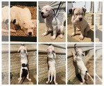 Small Photo #1 American Bulldog Puppy For Sale in SAINT CHARLES, MD, USA