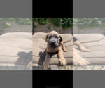 Small Photo #16 Cane Corso Puppy For Sale in ONTARIO, CA, USA