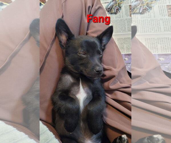 Medium Photo #5 Australian Shepherd-Rat Terrier Mix Puppy For Sale in Des Moines, IA, USA