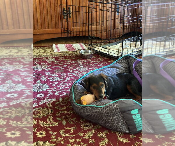 Medium Photo #4 Mutt Puppy For Sale in Springdale, PA, USA