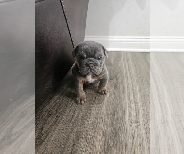 Medium Photo #1 Bulldog Puppy For Sale in RICHMOND, KY, USA