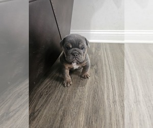 Bulldog Puppy for sale in RICHMOND, KY, USA