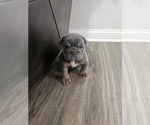 Small Bulldog