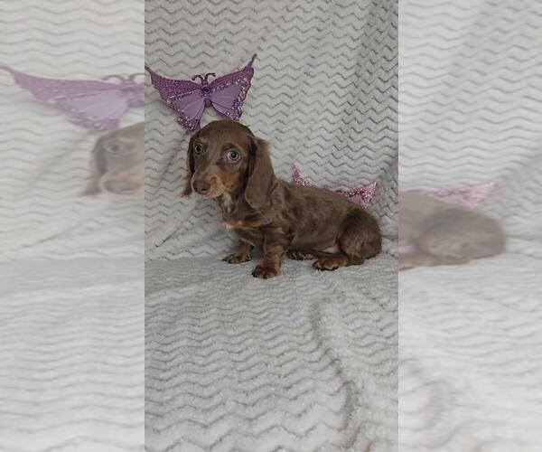 Medium Photo #2 Dachshund Puppy For Sale in JASONVILLE, IN, USA