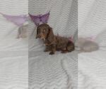 Small #1 Dachshund