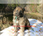Small #2 German Shepherd Dog