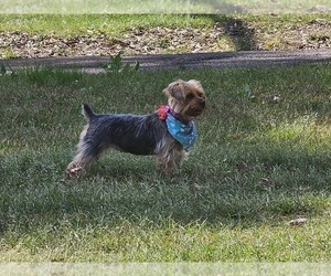 Mother of the Yorkshire Terrier puppies born on 05/21/2023